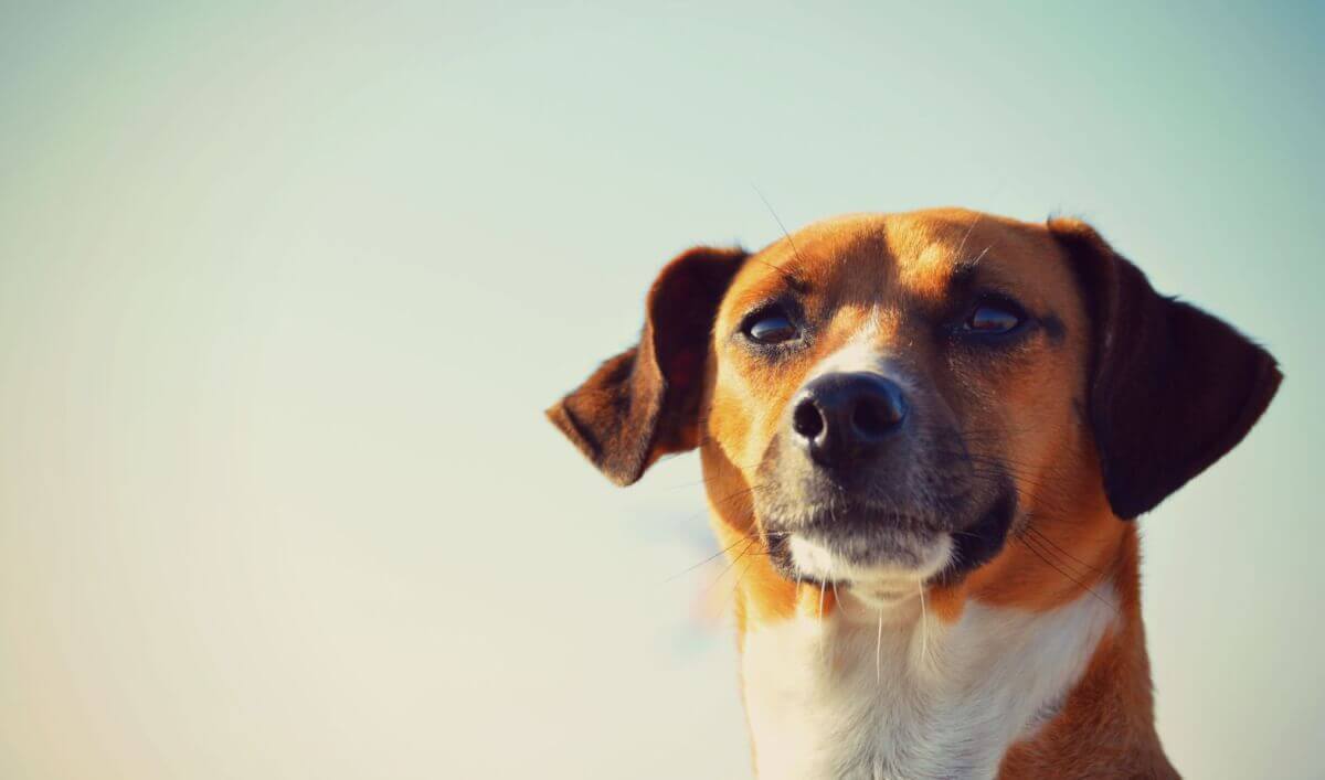 Cesta se psem do zahraničí, jak se na to připravit? A jaké očkování psa by mělo být provedeno?