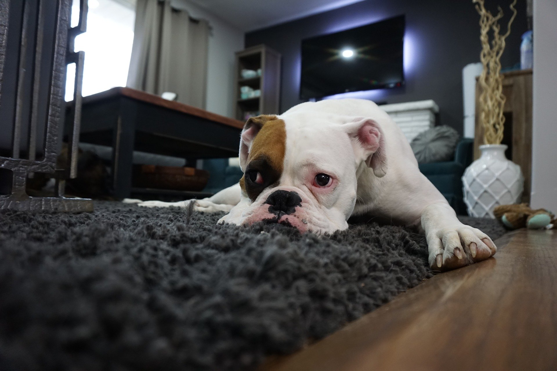 Průjem u psa — nejčastější příčiny a způsoby léčby