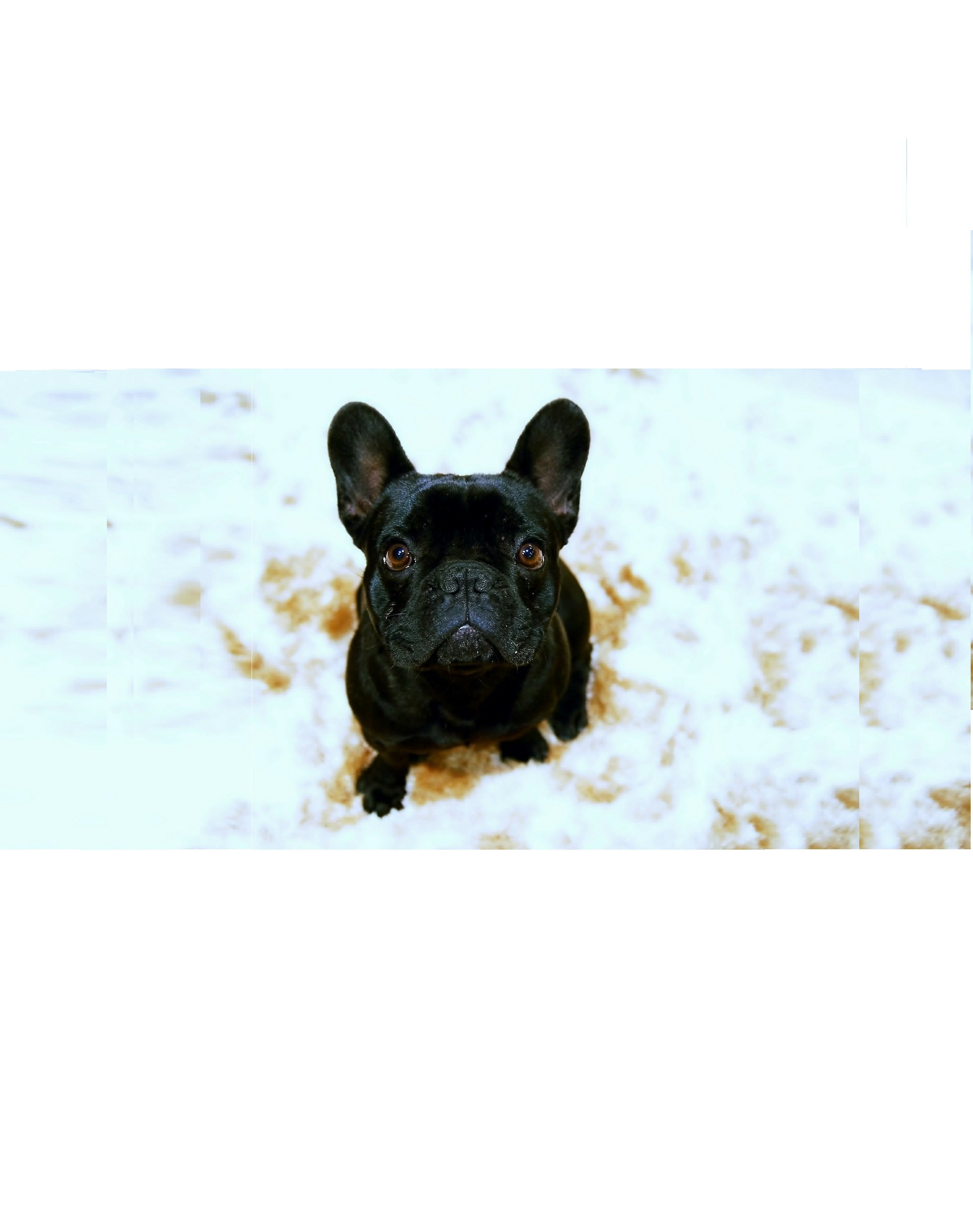Francouzský buldoček (French Bulldog) - charakteristika, péče, zdraví (Encyklopedie psů)