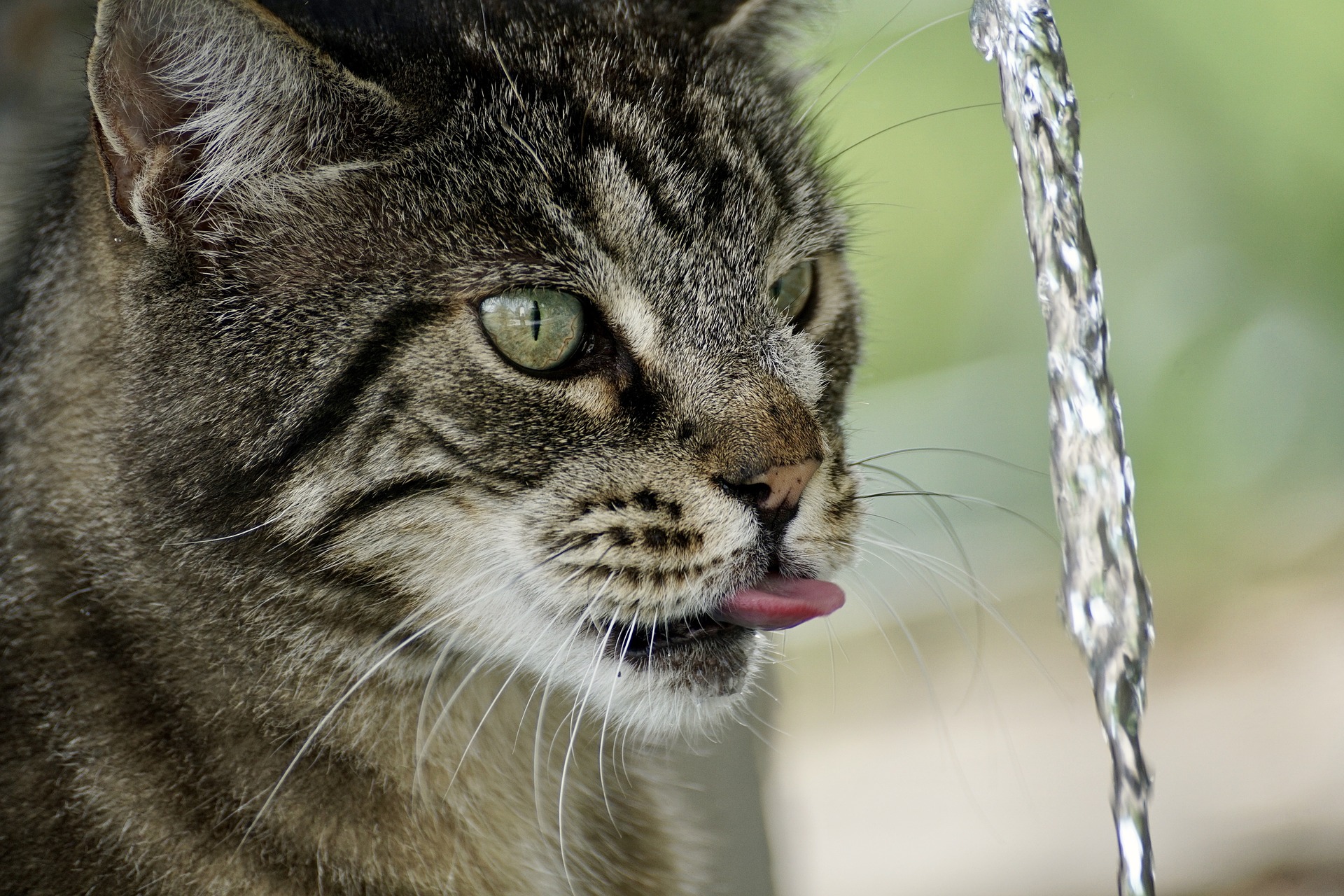 Kočičí fontána - zlatá střední cesta pro pitný režim kočky?