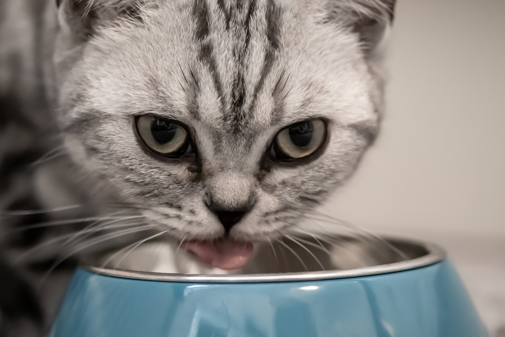 Kočka potřebuje vyváženou stravu. Je v něm místo pro doplňky?