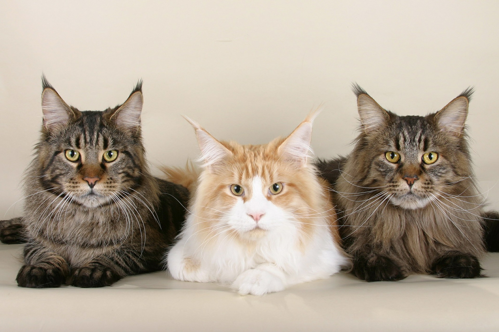 Mainská mývalí kočka - charakteristika, péče (Encyklopedie koček)