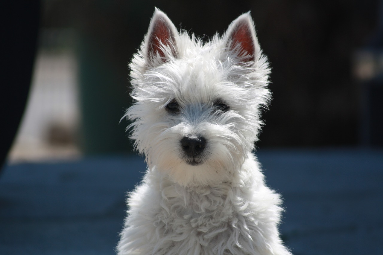 West highland white teriér - charakteristika, péče, zdraví (Encyklopedie psů)