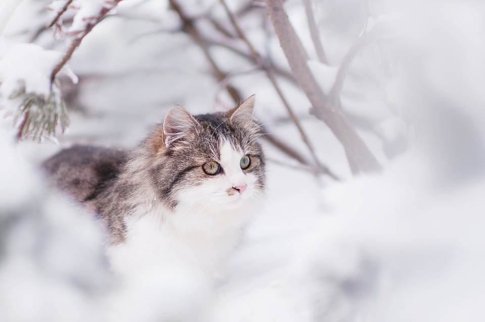 Jak se postarat o vycházející kočku v zimě?