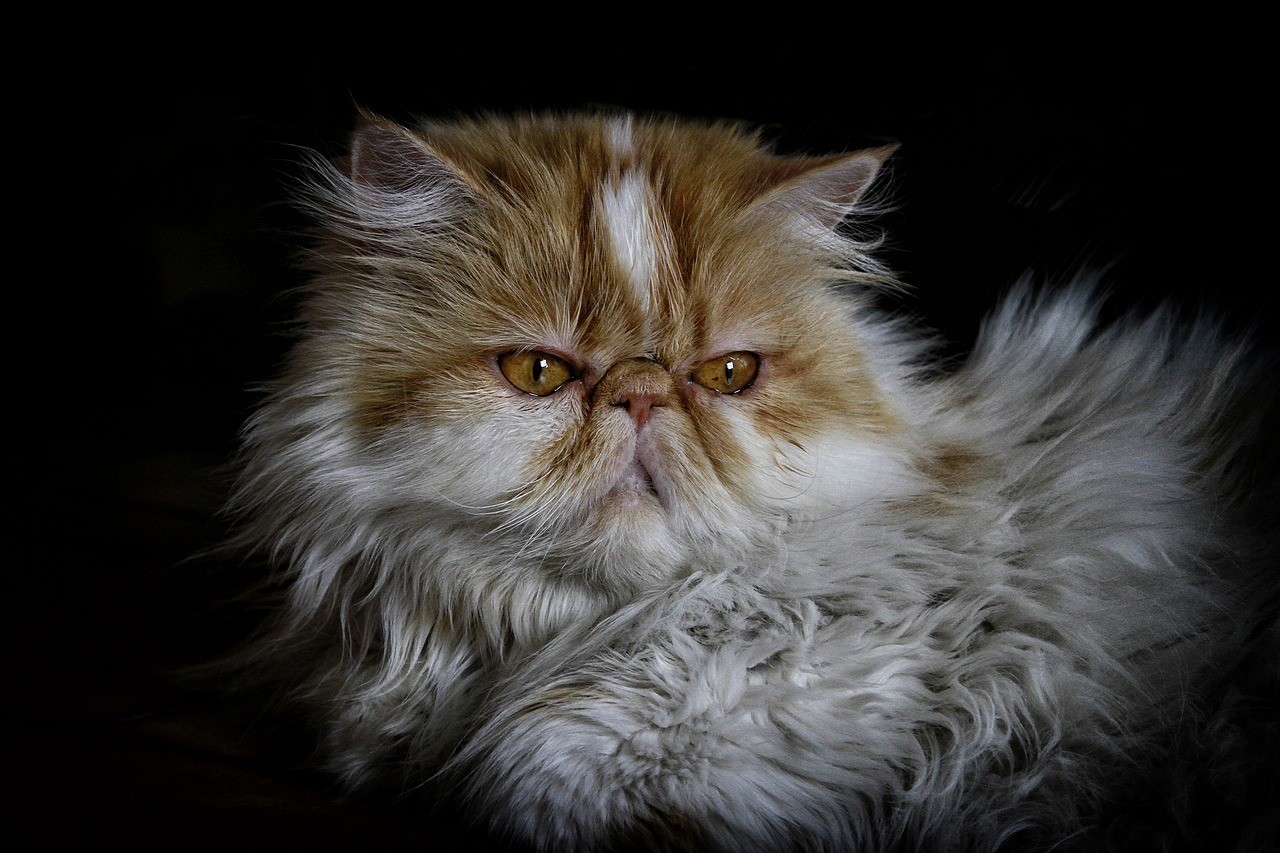 Peršané jsou velmi náročné kočky, pokud jde o péči o srst a zdraví.