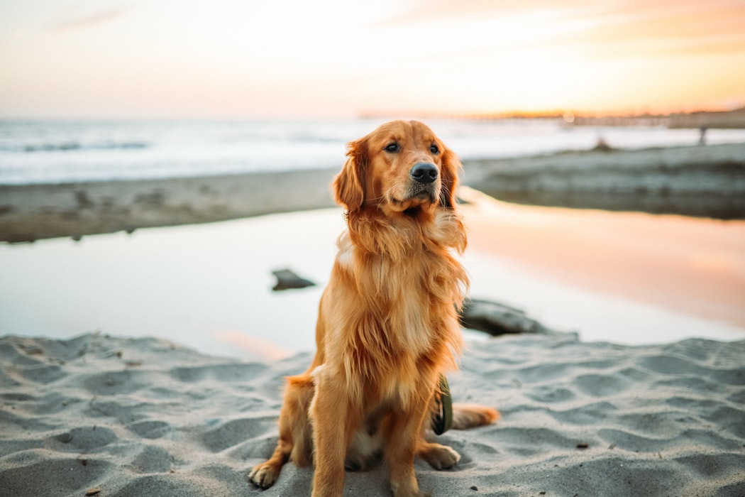 Zlatý Retrívr - charakteristika, péče, zdraví (Encyklopedie psů)