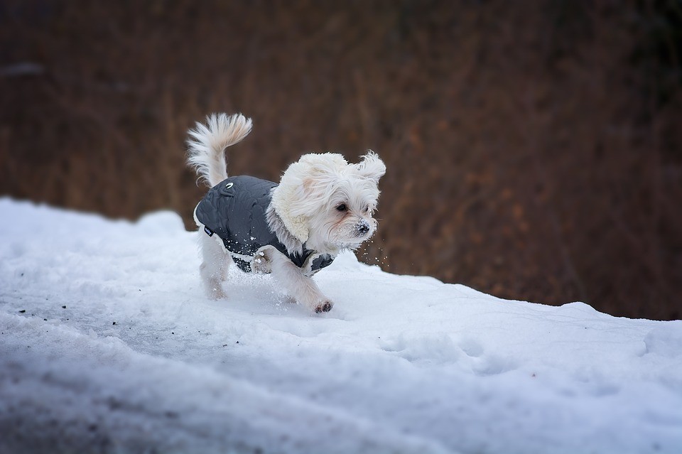 Zimní procházky se psem - na co si pamatovat?
