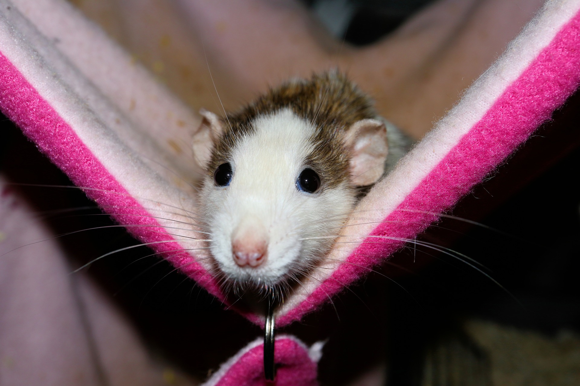 Nejčastější nemoci potkanů ​​– na co si dát pozor