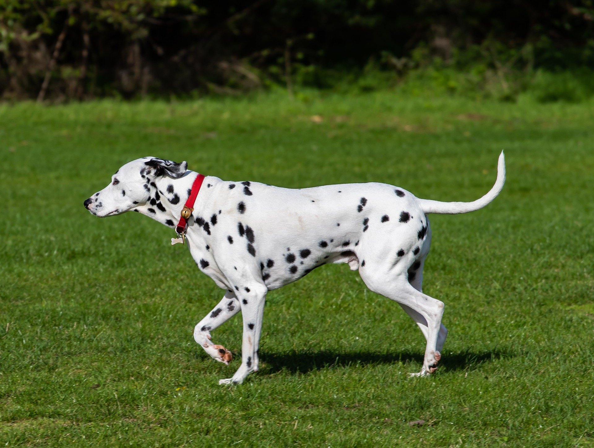 Dalmatin je známý svou velmi zajímavou barvou. Je to energický, společenský, odvážný, láskyplný a ostražitý pes.