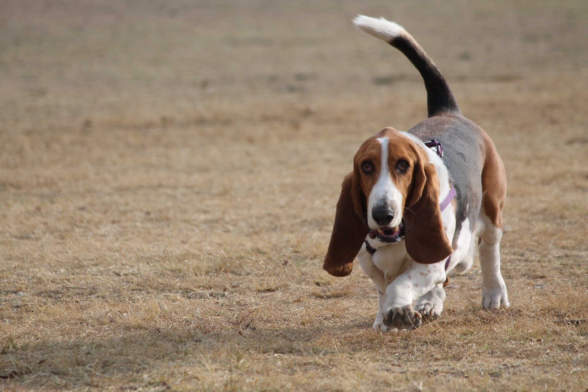 Basset Hound je slavný beagle. Přes své krátké nohy je aktivní a velice loajální. Pes tohoto plemene si zahrál ve známém seriálu Colombo.
