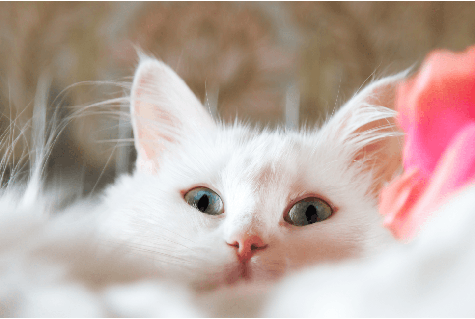 Turecká angora je kočka s krásným vzhledem, silnou povahou a dobrým zdravím.