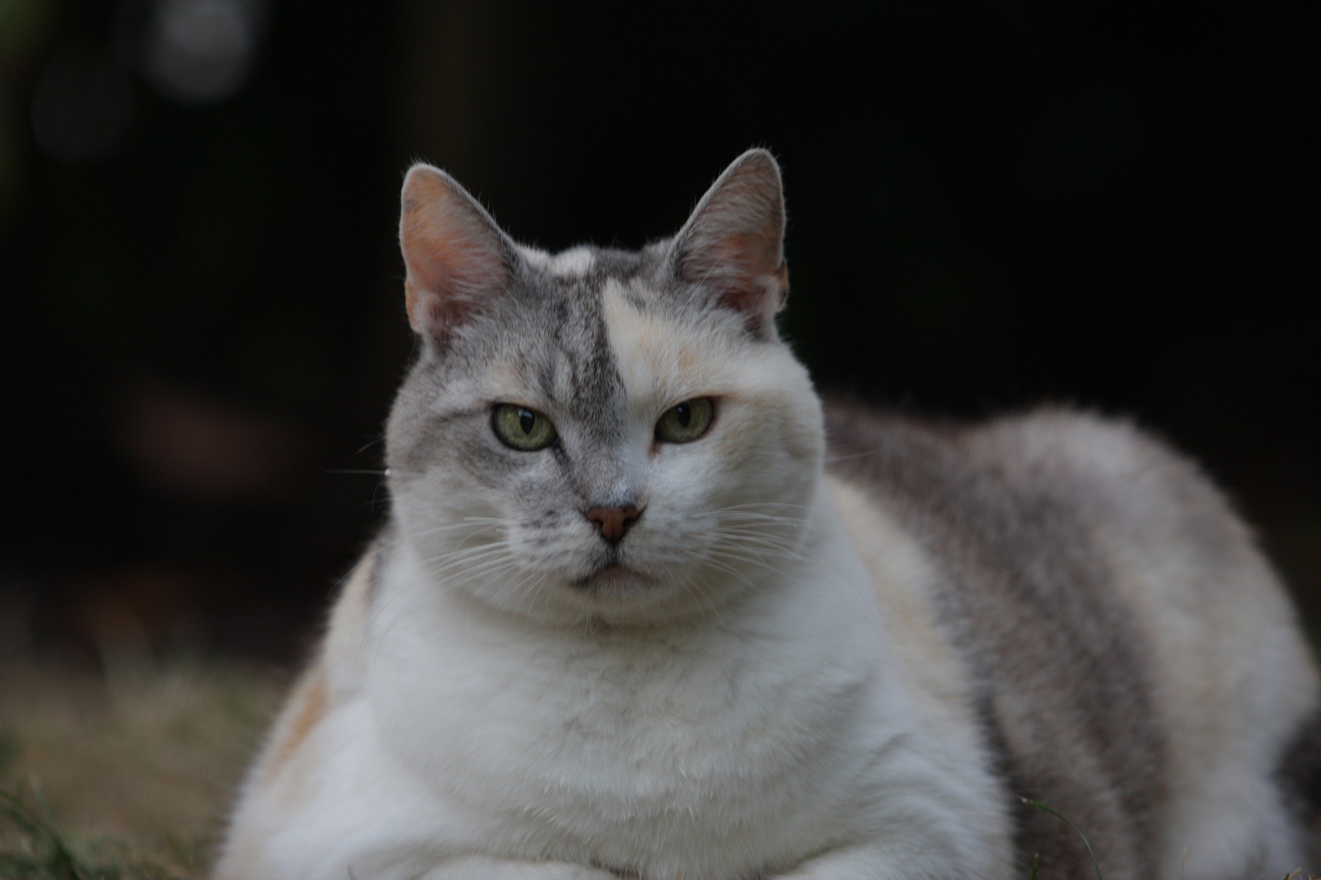 Tlustá kočka - Jaké jsou důsledky nadváhy ?