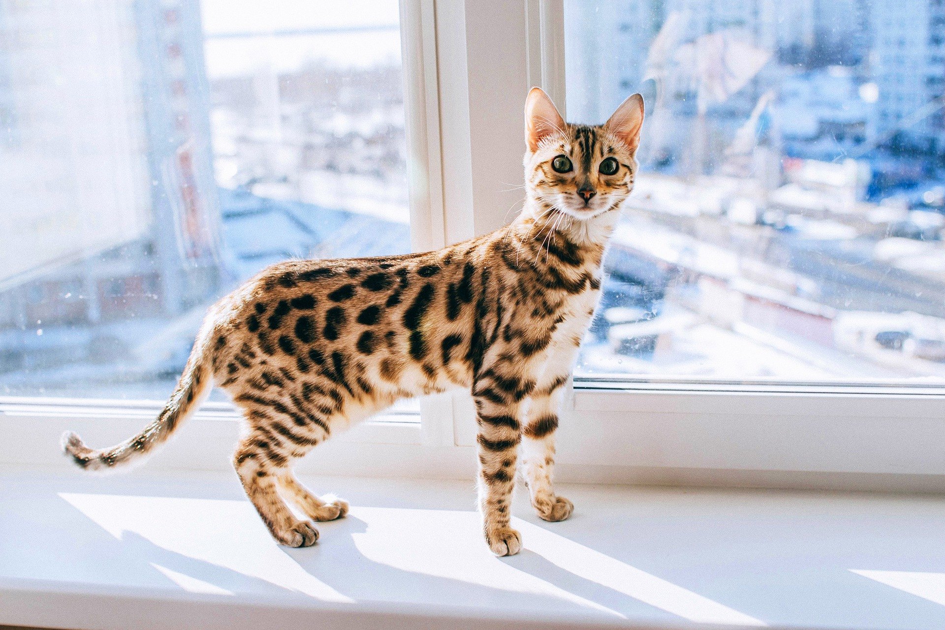 Bengálská kočka je kombinací elegance a ladnosti. Její jedinečný vzhled a velké množství energie si zaslouží pozornost.