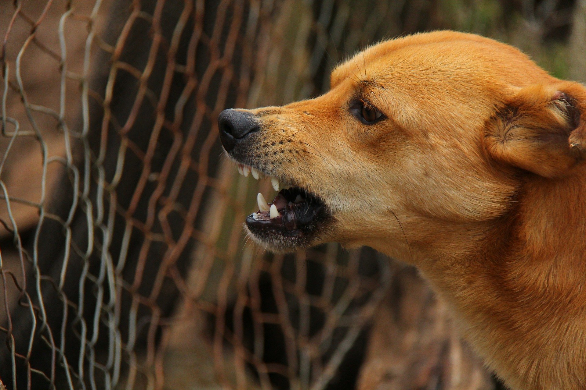 Agresivní pes - odkud pochází nežádoucí chování ? Tipy a rady !