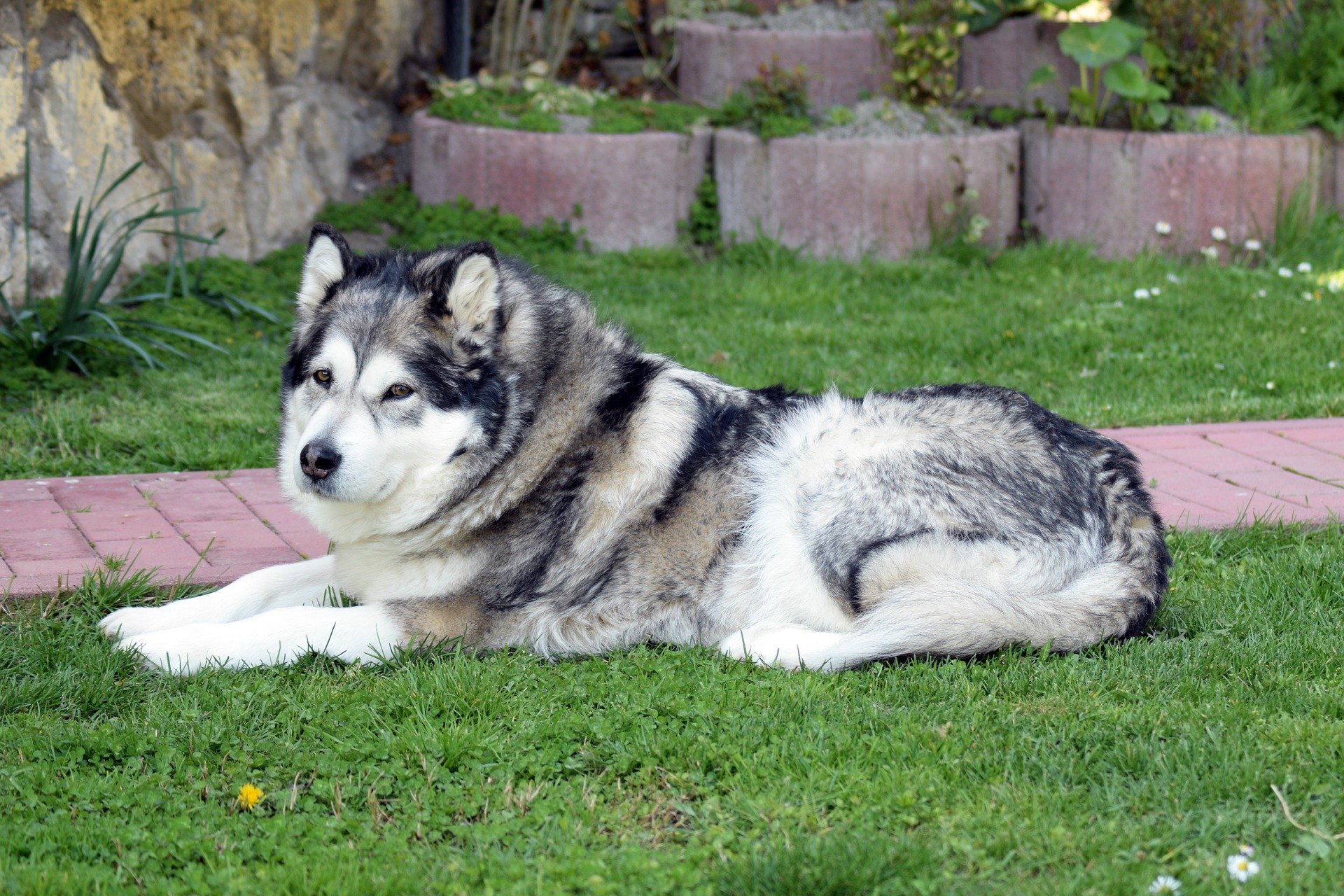 Aljašský malamut - přes svou značnou velikost je aljašský malamut pes téměř pro každého, protože je mimořádně přátelský a rodinný pes.
