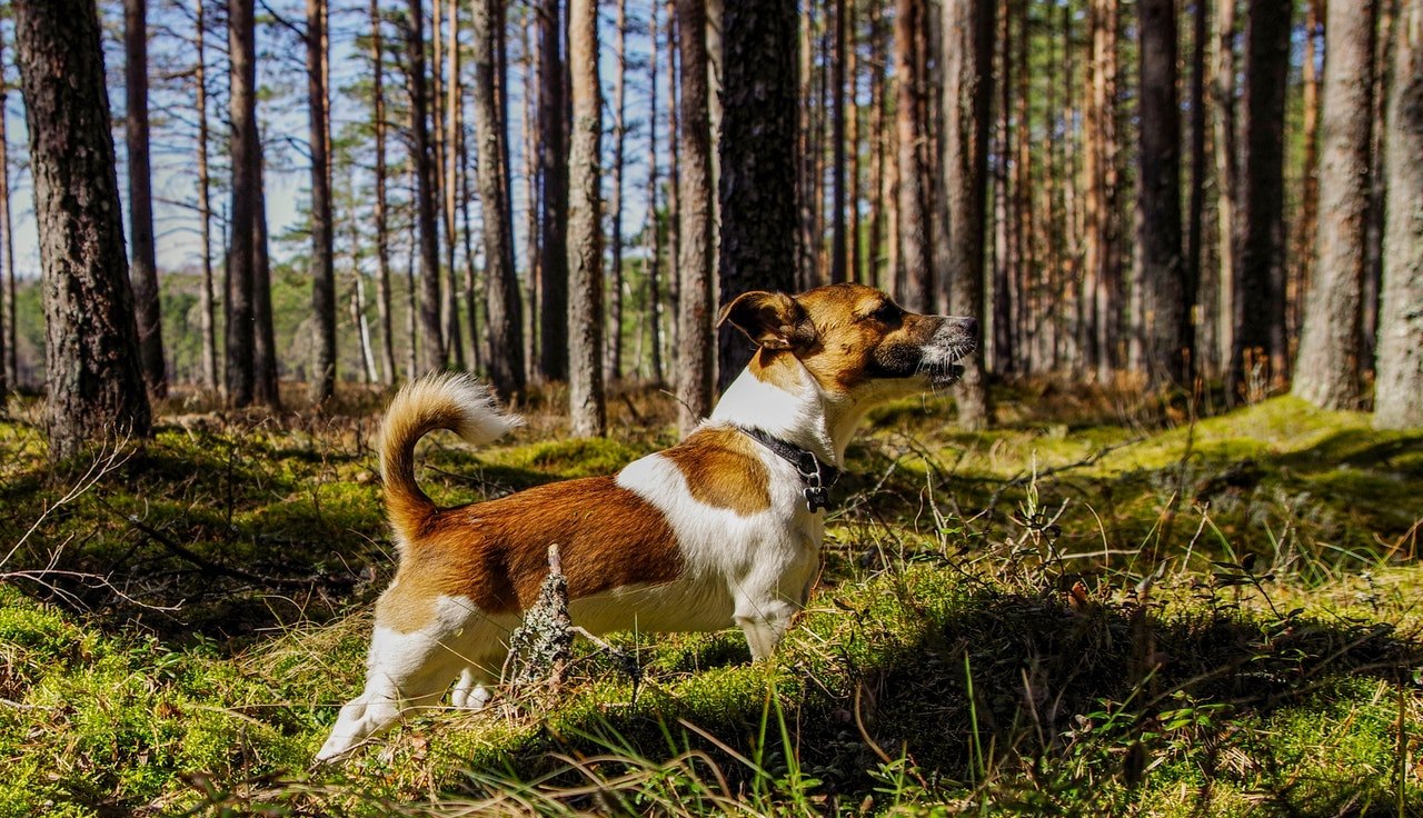 Aktivní, tvrdohlavý, veselý a živý - takové vlastnosti jsou podobné Jack Russel Terrier?