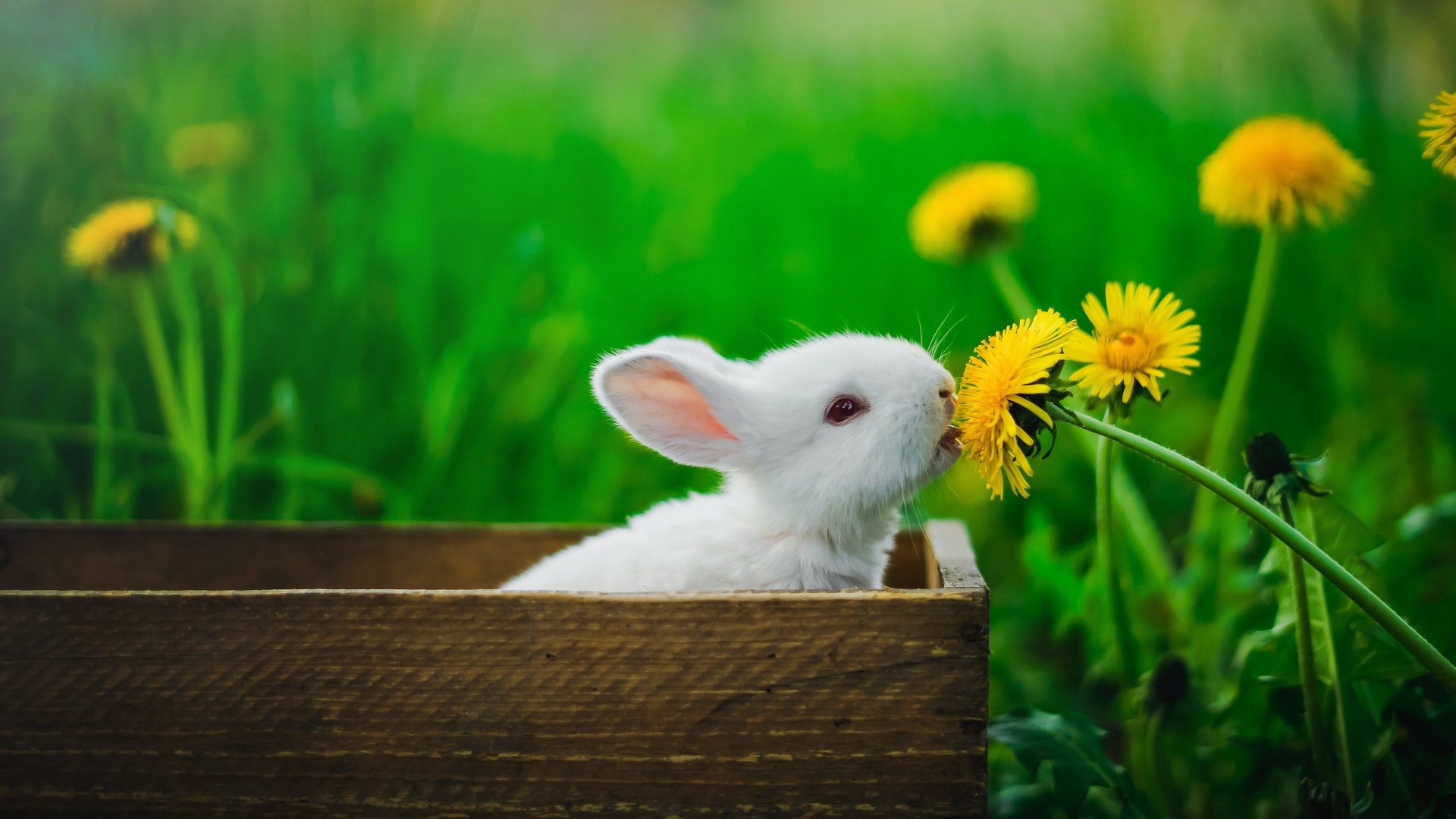 Jak se myxomatóza projevuje u králíka? Je to vážná nemoc?