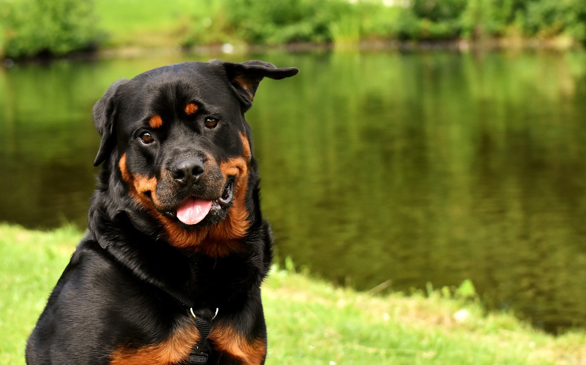 Rotvajler je velký černý pes s rezavými znaky. Plemeno psa, u kterého je zvlášť důležitý výcvik, aby pes byl poslušný a nebyl agresivní.