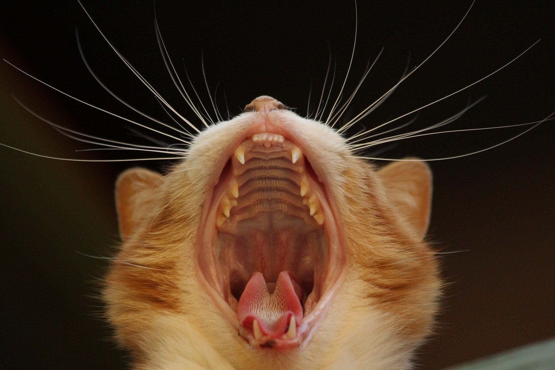 Zánět dásní u kočky je často způsobený vznikem zubního kamene, ale může být i výsledkem vážných onemocnění.