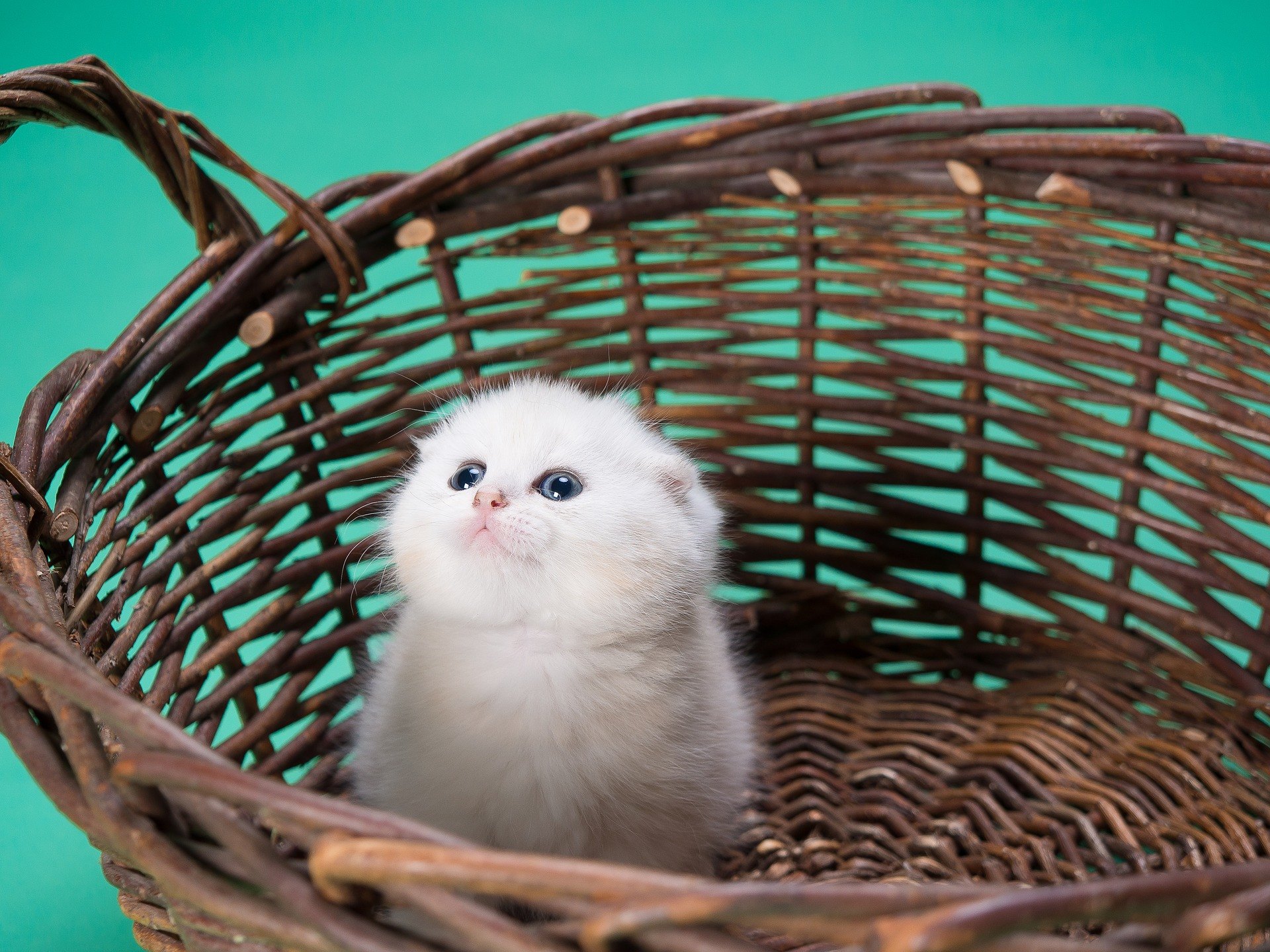 Výbavička pro kočku se skládá z věcí, které slouží k pohodlí zvířete a majitele. Co se oplatí koupit?