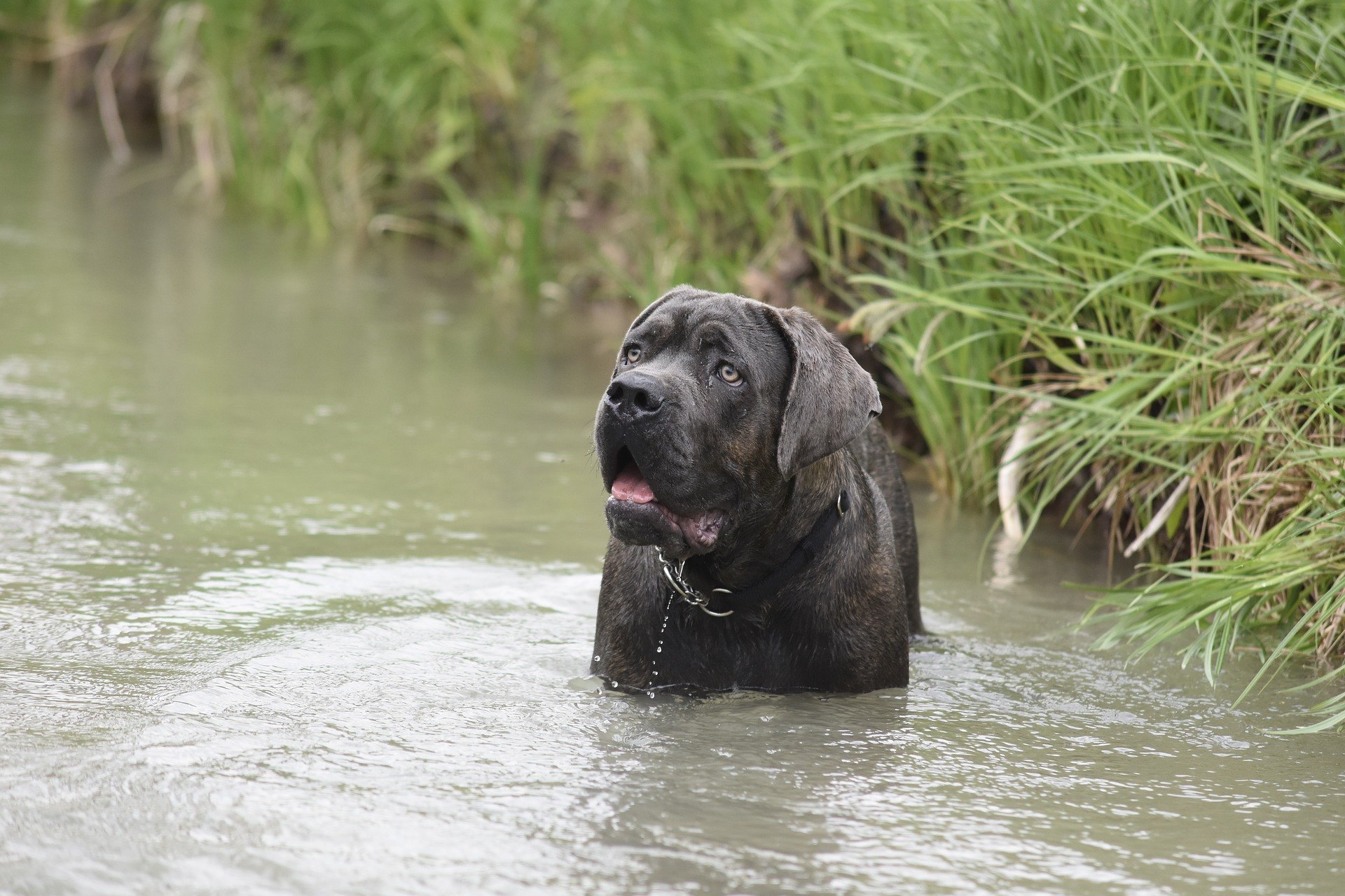 Cane corso je hlídací, ochranný, sledovací a policejní pes.
