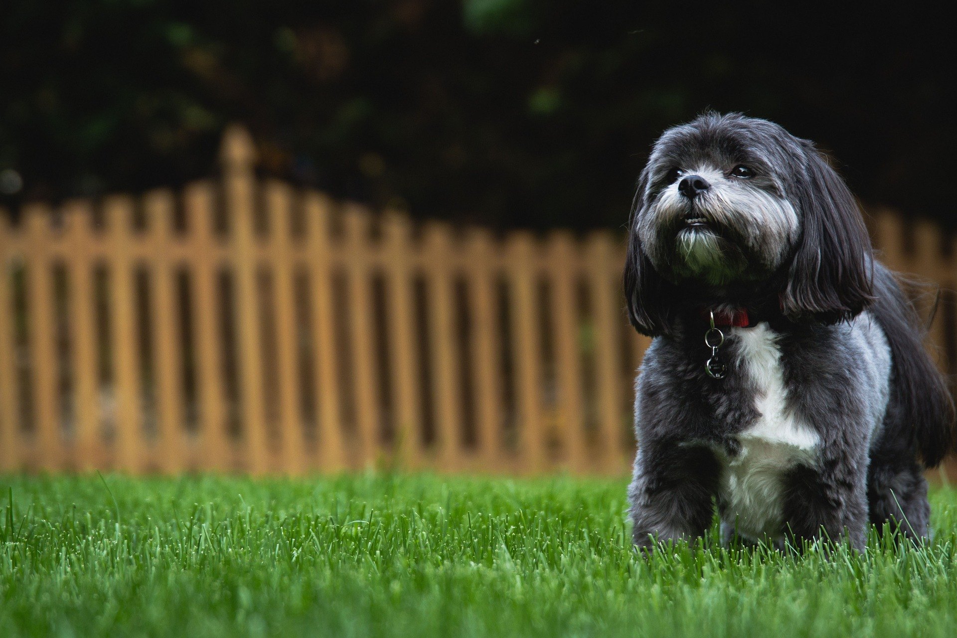 Shih tzu je malý, ale velmi společenský a přátelský pes s mimořádně veselou povahou.