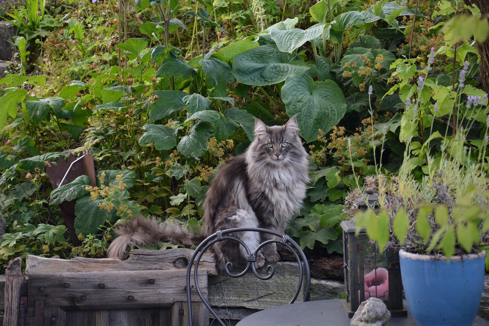 Norská lesní kočka je zvíře s atraktivním vzhledem, vynikající hbitostí a skvělou schopností přizpůsobit se měnícím se podmínkám.