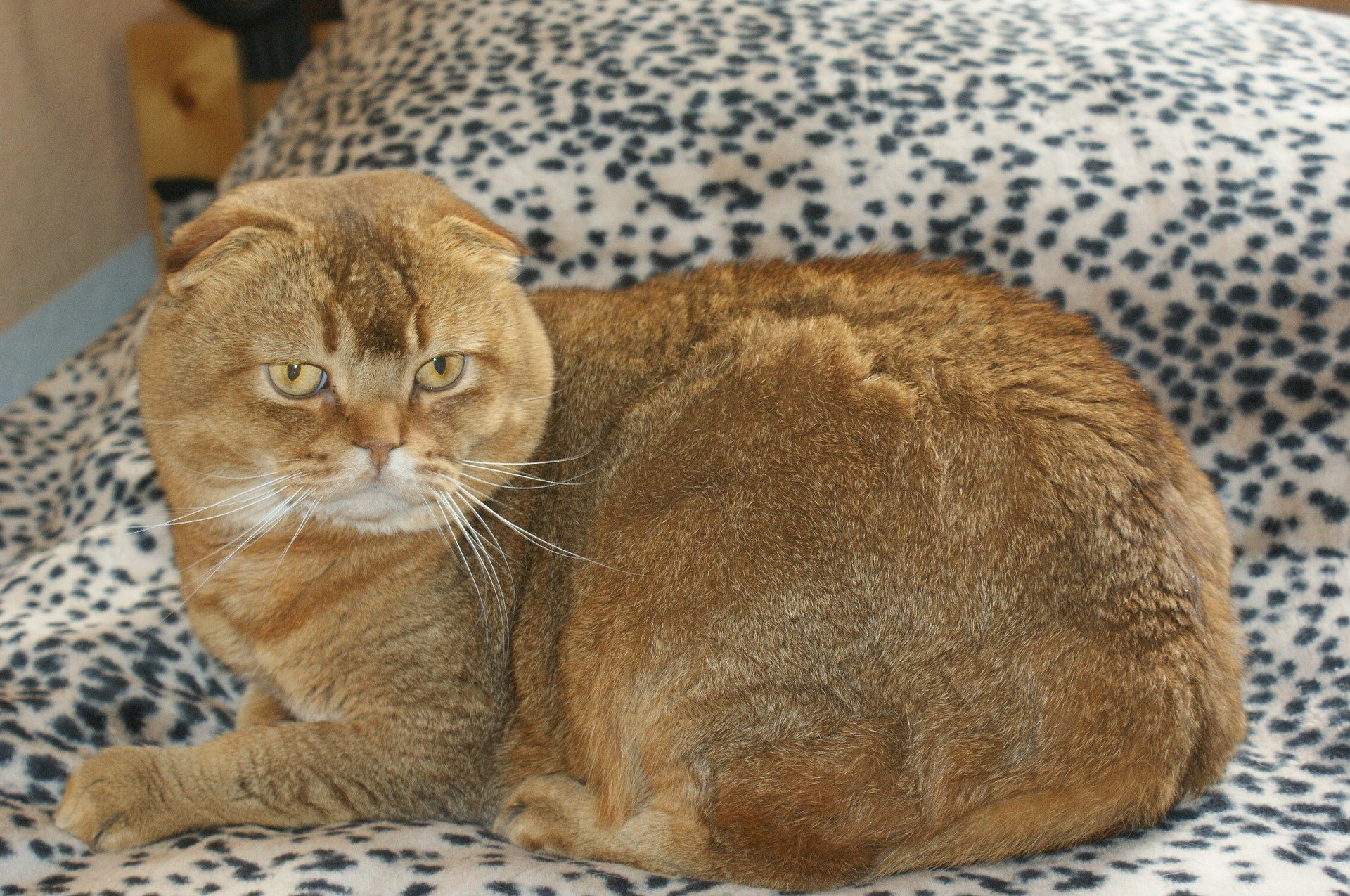 Skotská klapouchá kočka je střední velikosti a má neobvyklý vzhled uší.