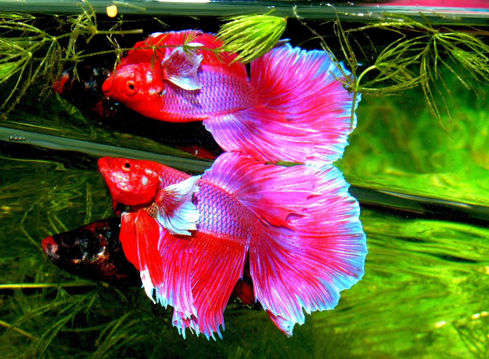 Ryba bojovnice je mezi akvaristy velmi populární.