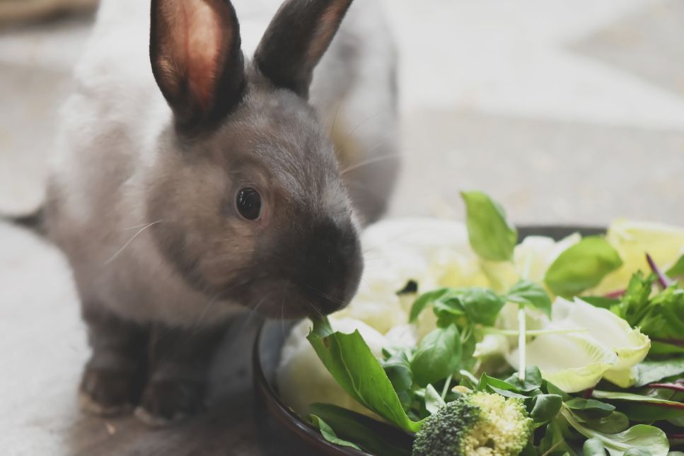 Základem stravy králíka by mělo být kompletní krmivo a seno