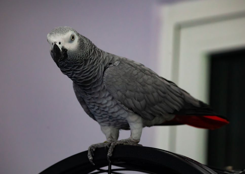Papoušek šedý je netradiční pták, věrný a oddaný, a zároveň i velmi upovídaný.