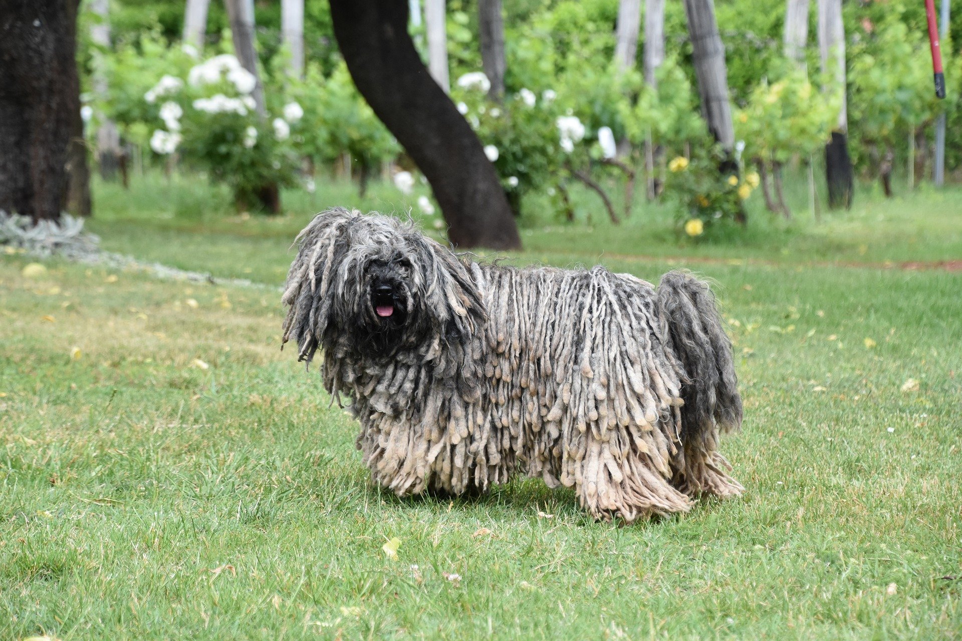 Komondor je ovčácký pes z Maďarska, který místo klasické srsti má dlouhé provazce zkroucené srsti.