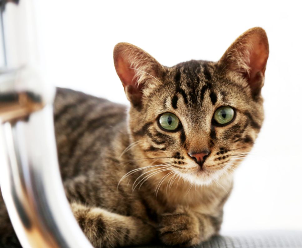 Jaký je charakter kočky toyger, jaká je její cena a proč se tak zamilovává do svých majitelů?