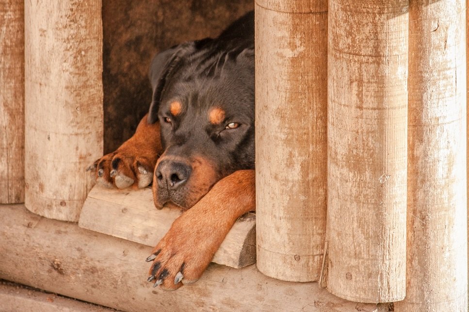 Stavba psí boudy by měla zohledňovat potřeby svého obyvatele.