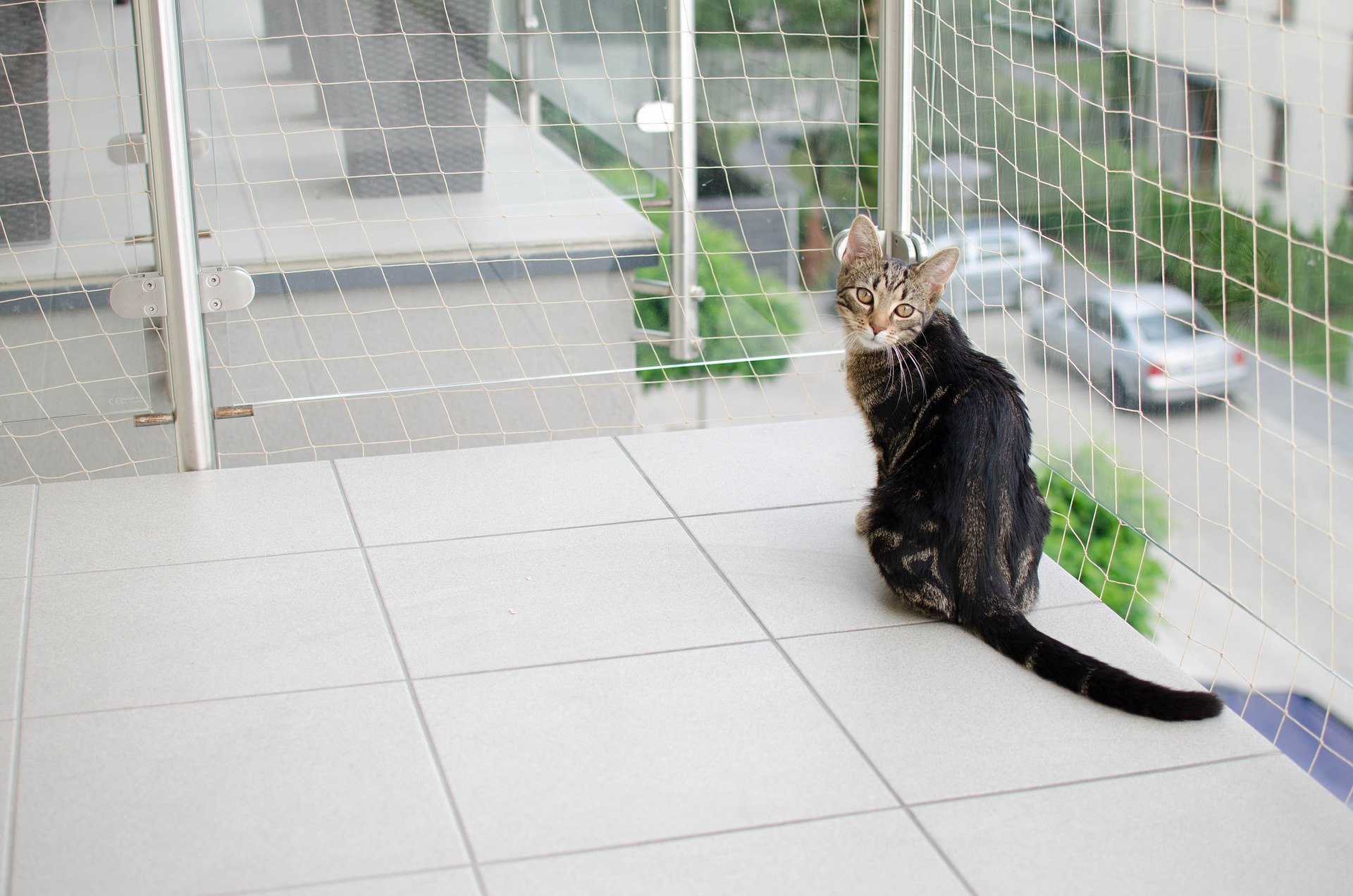 Síť na balkon pro kočku by měla být odolná proti prokousnutí.
