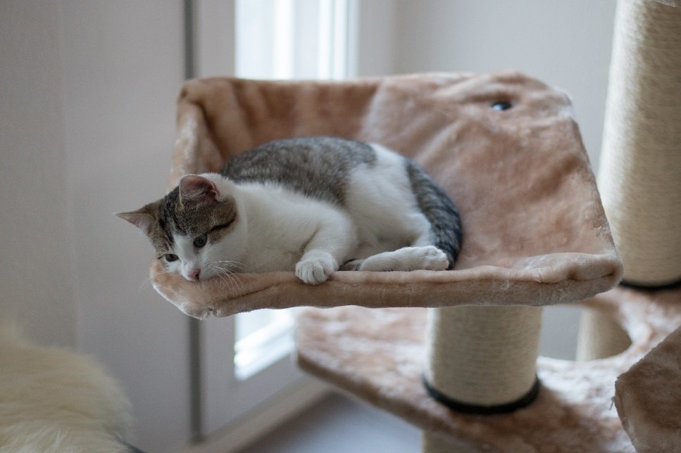 Houpací síť pro kočku je jedním z nejlepších nápadů na pelíšek, protože uspokojí spoustu kočičích potřeb.