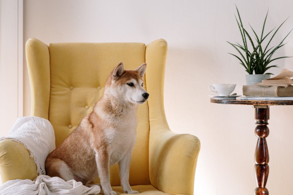 Domácí pes – která plemena se doma cítí dobře?