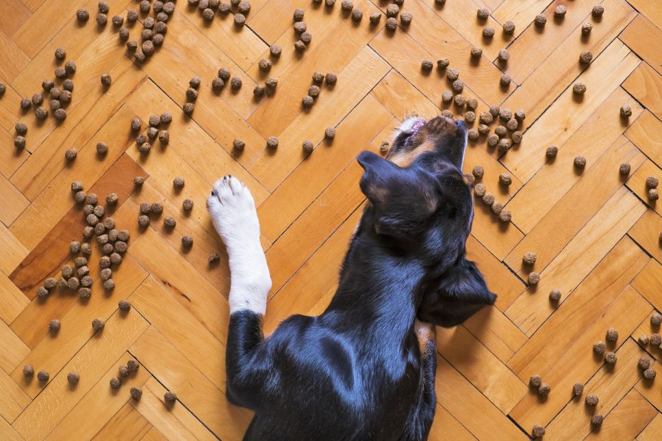 Krmivo pro psy bez hmyzu je řešení pro psy s alergiemi, ale nejen pro ně