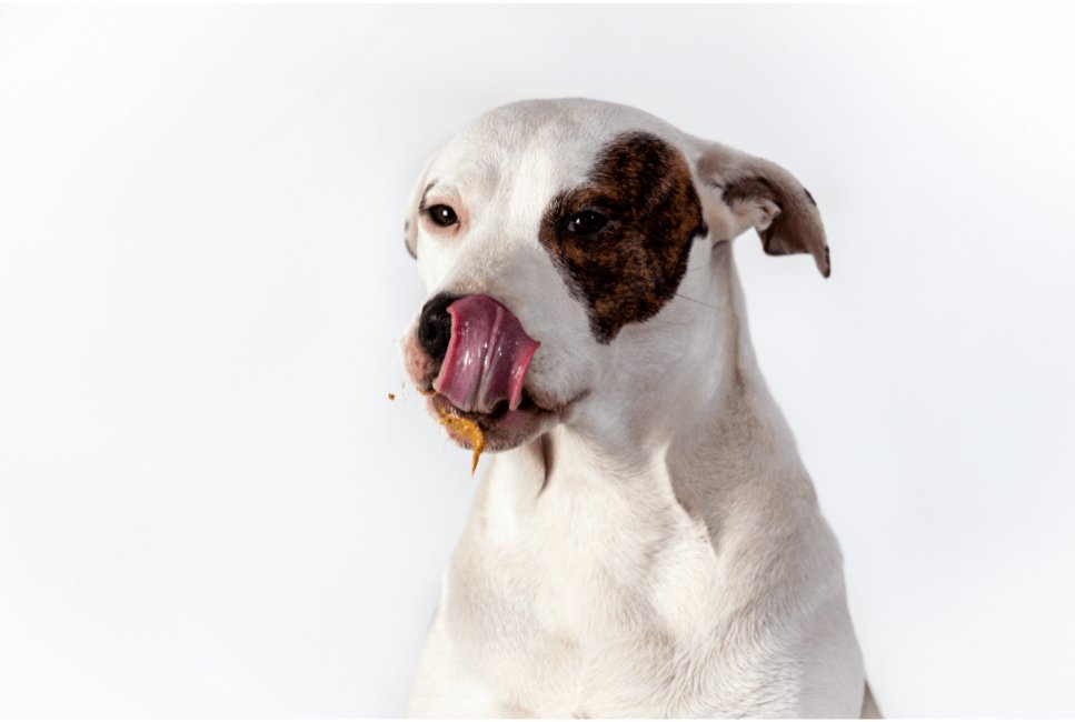 Štěňata a dospělí psi – rozdíly ve výživě.