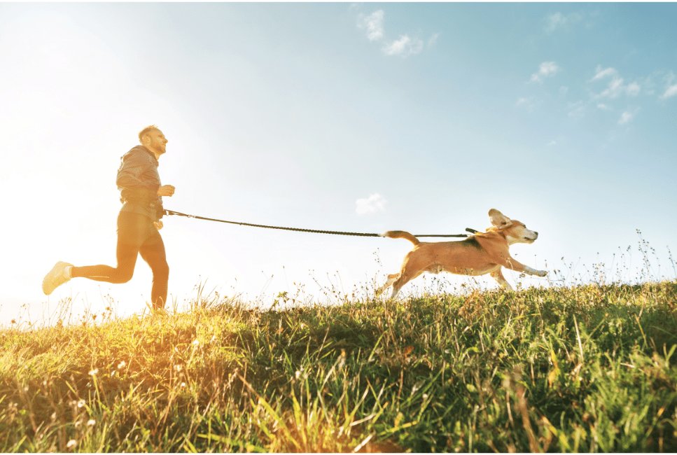 Canicross neboli běhání se psem na speciálním vodítku se stává stále oblíbenějším psím sportem.