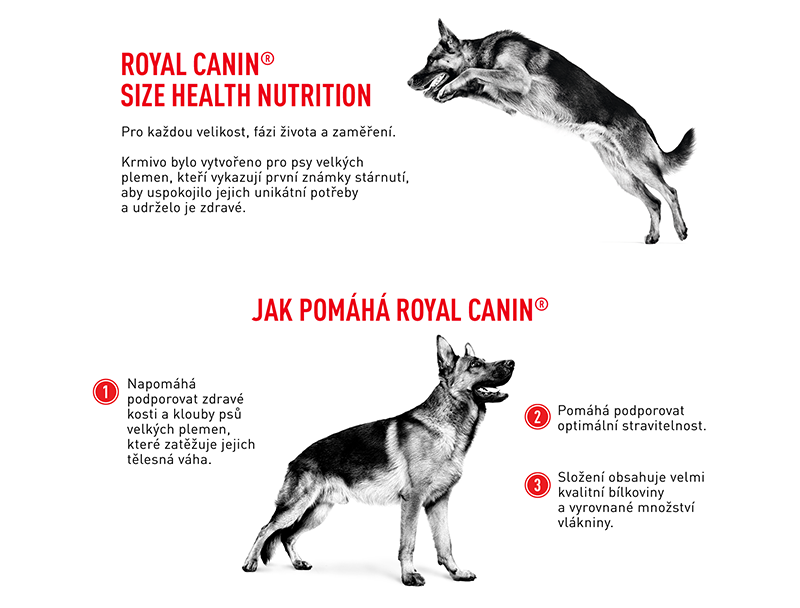 ROYAL CANIN Maxi adult 5+ granule pro dospělé stárnoucí velké psy