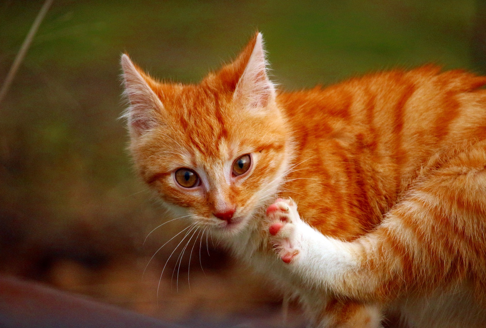 Nechat svou kočku volně se dostat do ohrožení. Odcházející kočky žijí v průměru o několik let kratší a trpí vážnějšími chorobami - včetně zlomenin, při nichž kočka kulhá.