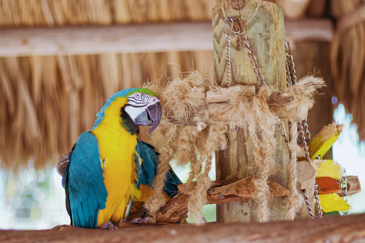 Papoušek ara je velmi zvědavý a společenský. Nemůže být dlouho sama.