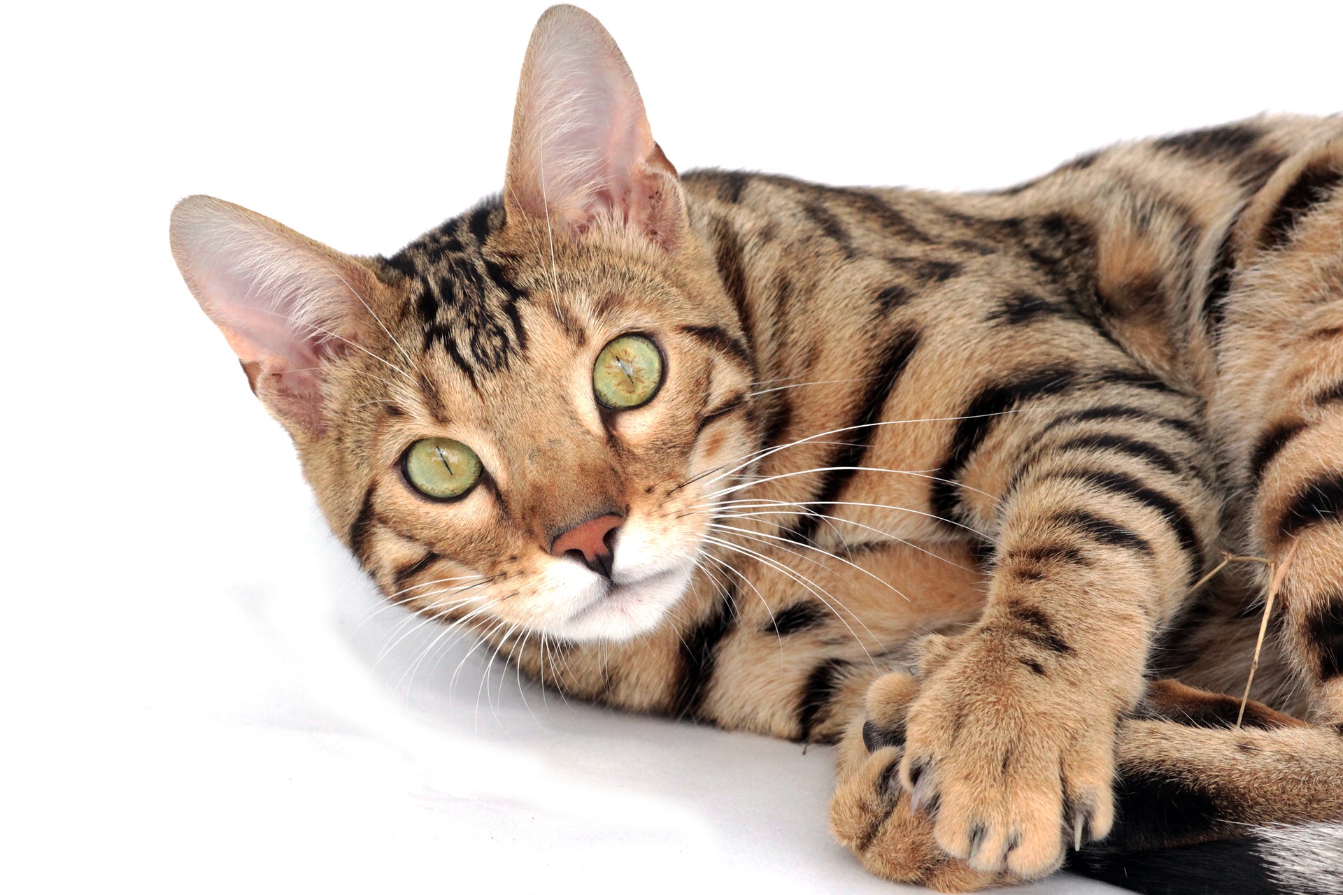 Bengálské kočky zřídka onemocní. Nejčastějšími chorobami jsou nedostatek pyruvátkinázy, hypertrofická kardiomyopatie, progresivní retinální atrofie