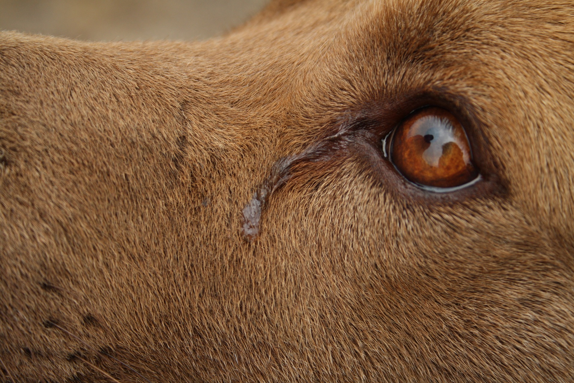 Konjunktivitida u psa se projevuje nadměrným slzením. K umytí očí psa lze použít fyziologický roztok, heřmánek se nesmí používat.
