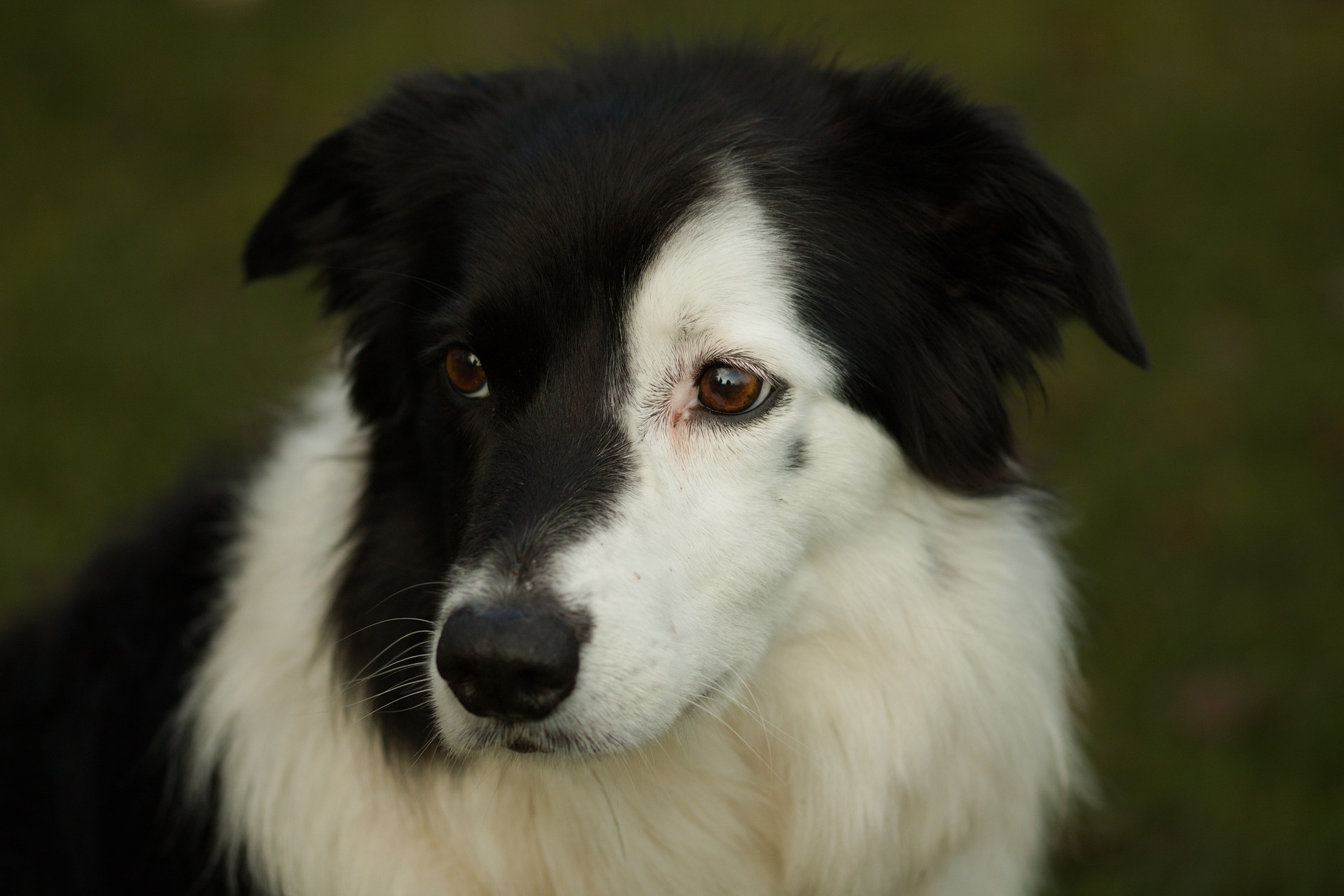 U konjunktivitidy u psa je velmi důležité rychle diagnostikovat a odstranit příčinu problému. Obvykle je nutné zavést farmakologická opatření a pravidelně si oči umýt.