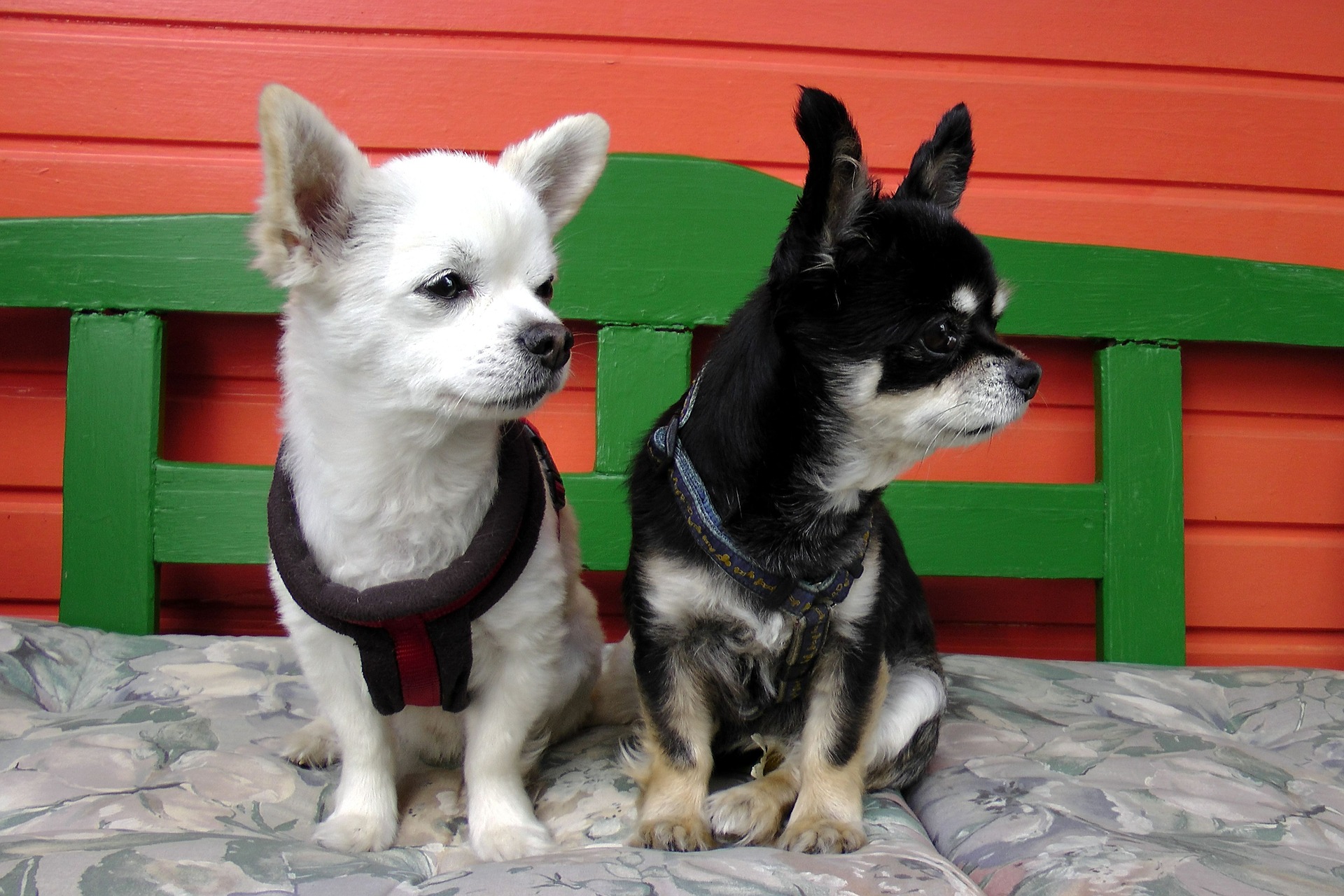 Navzdory své malé velikosti těla a sladkému vzhledu nesmíme zapomenout, že Chihuahua je pes a má stejné druhové potřeby jako její větší příbuzní. Čivava není hračka.