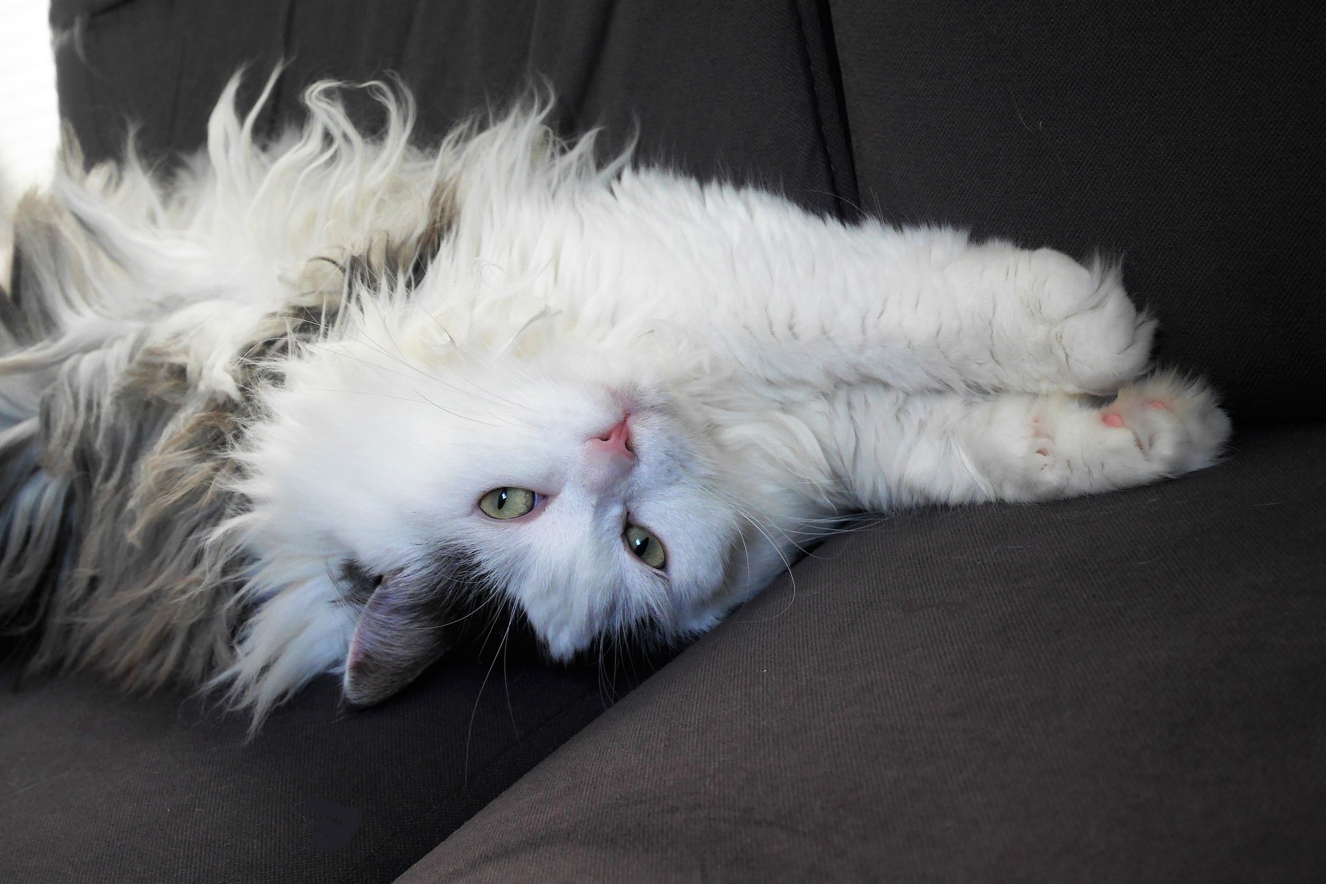 Sibiřská kočka je živá a přátelská. Miluje hraní, skákání a lezení.