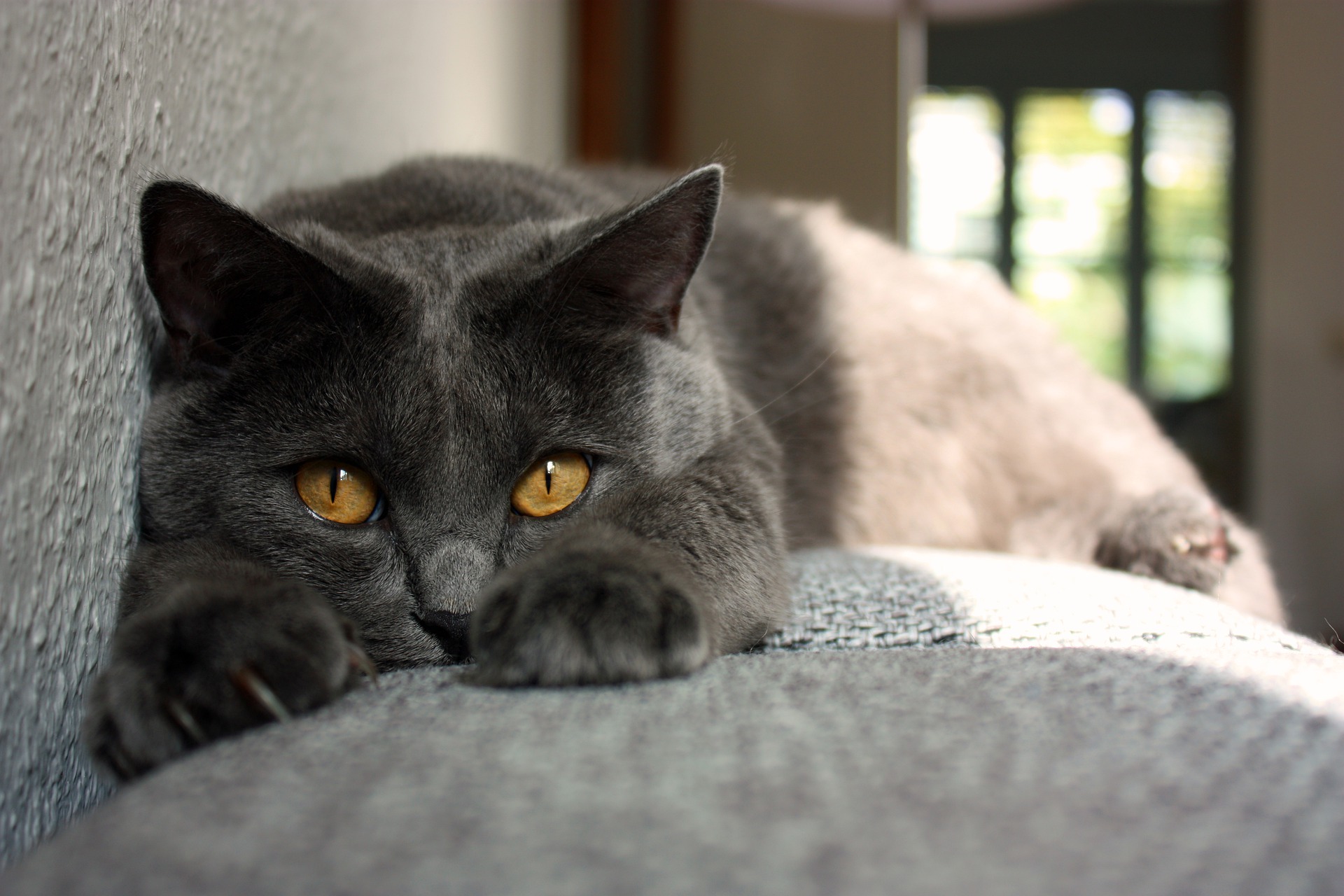 Kartouzské kočky musí mít zlaté oči, odstíny od žluté po měď jsou přijatelné. 