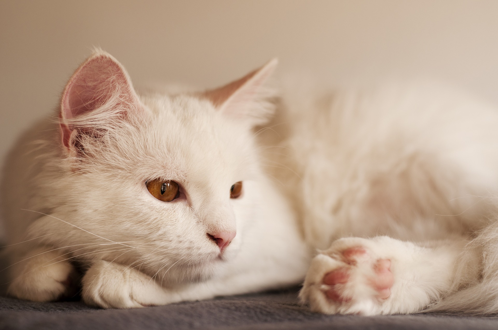 Turecká angorská kočka má krásnou, hedvábnou a jemnou srst. Mělo by se pravidelně česat, nejlépe hřebenem s úzkými zuby.